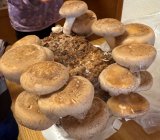 �����^���u�킽�����ő������Ȃ̂ł����Ƃō͔|���Ă���܂��āv(�ʐ^�̓u���O���) 