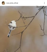 ���M���q�u�k�C������(�B�e)�ɍs���Ă��܂���!�v(�ʐ^�̓C���X�^�O���� @isono_kiriko_official ���) 