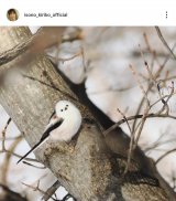 ���M���q�u�k�C������(�B�e)�ɍs���Ă��܂���!�v(�ʐ^�̓C���X�^�O���� @isono_kiriko_official ���) 