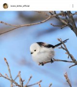 ���M���q�u�k�C������(�B�e)�ɍs���Ă��܂���!�v(�ʐ^�̓C���X�^�O���� @isono_kiriko_official ���) 