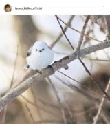 ���M���q�u�k�C������(�B�e)�ɍs���Ă��܂���!�v(�ʐ^�̓C���X�^�O���� @isono_kiriko_official ���) 