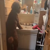 �������āA���ʑ�Őg�����Ȃ݃`�F�b�N���郌�I���N(@oh.my.dog242���) 