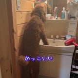 �p�x��ς��āA���ʑ�Őg�����Ȃ݂��`�F�b�N���郌�I���N(@oh.my.dog242���) 