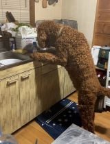 �䏊�ł������Ă���Ƃ������I���N(@oh.my.dog242���) 