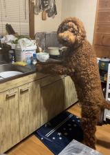 �䏊�ł������Ă���Ƃ������I���N(@oh.my.dog242���) 