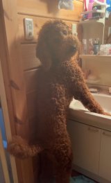 �����傳��ɋC�Â��ĐU��������I���N(@oh.my.dog242���) 