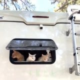 �L�����s���O�J�[�̏���ȂŖ���L&���������u���̐��E���v�u�j�����s���O�J�[�K���ł��ˁv 