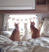 �L�����s���O�J�[�őS���𗷂��郏���j��������(TikTok/@akiomonk���) 