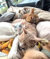 �L�����s���O�J�[�őS���𗷂��郏���j��������(TikTok/@akiomonk���) 