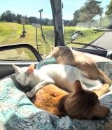 �L�����s���O�J�[�őS���𗷂��郏���j��������(TikTok/@akiomonk���) 