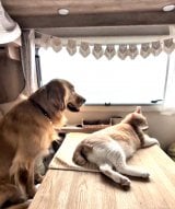 �L�����s���O�J�[�őS���𗷂��郏���j��������(TikTok/@akiomonk���) 