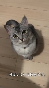 �܂�œ������Ă���ޏ��̂悤�ȔL�����/�v�ƔL�B(@nekotootto)����� 