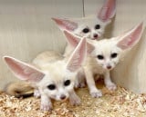 ���E�ŏ��̃L�c�l�u�t�F�l�b�N�v��3�q����������������=�ɓ��V���{�e�����������u�����^�ӂꂠ�������� �A�j�^�b�` MARK IS �É��v 