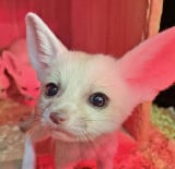 ���E�ŏ��̃L�c�l�u�t�F�l�b�N�v��3�q����������������=�ɓ��V���{�e�����������u�����^�ӂꂠ�������� �A�j�^�b�` MARK IS �É��v 