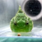 �u�{���̃X���C�����߂Č����I�v�s�v�c�Ȑ����̐��̂́H 2300���Đ��̑唽���uAI����Ȃ��񂾁v 