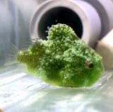 �_���S�E�I(Instagram�u���񂲂ނ��߁v@dangomusume1) 