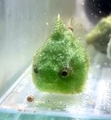 �_���S�E�I(Instagram�u���񂲂ނ��߁v@dangomusume1) 