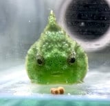 �_���S�E�I(Instagram�u���񂲂ނ��߁v@dangomusume1) 