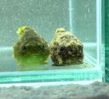 �_���S�E�I(Instagram�u���񂲂ނ��߁v@dangomusume1) 