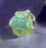 �_���S�E�I(Instagram�u���񂲂ނ��߁v@dangomusume1) 