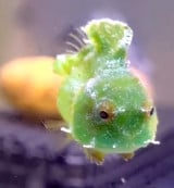 �_���S�E�I(Instagram�u���񂲂ނ��߁v@dangomusume1) 