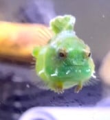 �_���S�E�I(Instagram�u���񂲂ނ��߁v@dangomusume1) 