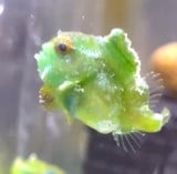 �_���S�E�I(Instagram�u���񂲂ނ��߁v@dangomusume1) 