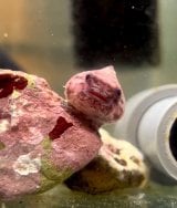 �_���S�E�I(Instagram�u���񂲂ނ��߁v@dangomusume1) 