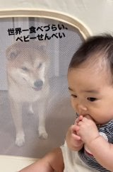 ��Â��ݐH�ח��K���̐Ԃ����ɔM������? �h���E��H�ׂÂ炢