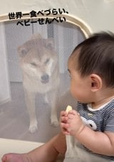 ����������10�x���炢�U��Ԃ��Ă����Ƃ����Ԃ����/���߂܂���L����(@shibainu_amemaru)�� 