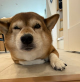 ���`�����I�t�B�V�����u���O�u�T���L���[�[!!���`�Ƃł�!by�Łv��� 