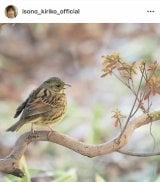 ���M���q�u�s���̌����ɂ����v�u�A�I�W�v(�ʐ^�̓C���X�^�O���� @isono_kiriko_official ���) 