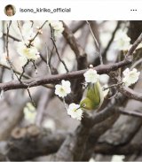 ���M���q�u�s���̌����ɂ������W���v(�ʐ^�̓C���X�^�O���� @isono_kiriko_official ���) 