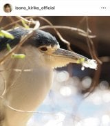 ���M���q�u�������ȃS�C�T�M�v(�ʐ^�̓C���X�^�O���� @isono_kiriko_official ���) 