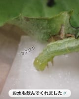 ��p��A���C�����߂����h���������h/����񂱌���������(@insects_diary)�� 