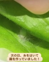 ����������h���������h/����񂱌���������(@insects_diary)�� 