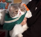 �Z�u���C���u���w�ɂ�񂱔����I�x�V���i���\��E���H��ɓo�d�����˂��X�� �iC�jORICON NewS inc. 