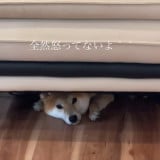 �\�t�@�̉��ɂ�����Ă��܂��������񂭂�/�����񂭂񂳂�(@shimon_0624)�� 