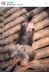 �u�䂪�ƂɐԂ����2�l������1�T�Ԃ��o�Ƃ��Ƃ��Ă��܂��v�l�肠��݂��}�����ꂽ�ی쌢�̃O�~�����(�ʐ^�̓C���X�^�O���� @a.you ���) 