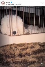 �u�䂪�ƂɐԂ����2�l������1�T�Ԃ��o�Ƃ��Ƃ��Ă��܂��v�l�肠��݂��}�����ꂽ�ی쌢�̃~���N����(�ʐ^�̓C���X�^�O���� @a.you ���) 