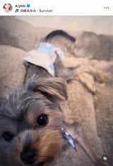 �u�䂪�ƂɐԂ����2�l������1�T�Ԃ��o�Ƃ��Ƃ��Ă��܂��v�l�肠��݂��}�����ꂽ�ی쌢�̃O�~�����(�ʐ^�̓C���X�^�O���� @a.you ���) 