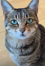 ���ꂢ�ȓ������Ă���Mugi�����/�Č�Halu����(@halu4809)�� 