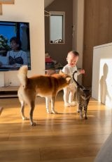 �L�W�g����Mugi�����A�Č���Halu�����ƈꏏ�ɕ�炵�Ă���/�Č�Halu����(@halu4809)�� 